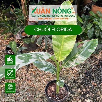 Đặc điểm, công dụng, cách trồng và chăm sóc cây chuối Florida