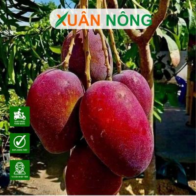Cách trồng xoài đỏ Nhật bản 2025 quả ngọt, chuẩn chuyên gia