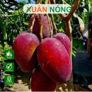 Cách trồng xoài đỏ Nhật bản 2025 quả ngọt, chuẩn chuyên gia