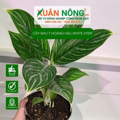 Cách trồng cây Aglaonema White Stem (Như Ý Hoàng Hậu White Stem)