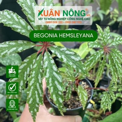 Begonia hemsleyana: Đặc điểm, cách trồng và chăm sóc