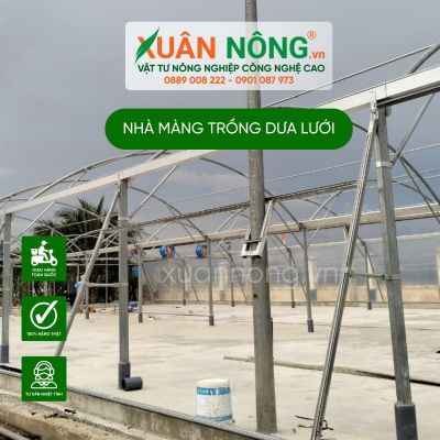 Trồng dưa lưới trong nhà màng giúp nông dân làm giàu