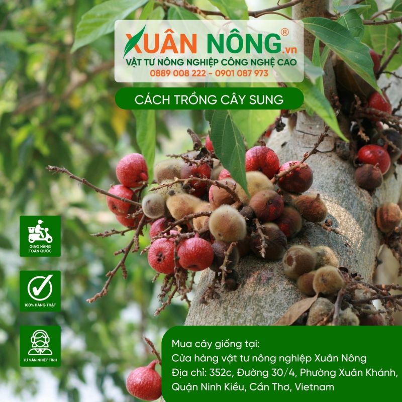 Quán Cây Sung Nghĩa Tân: Địa chỉ chi tiết và hướng dẫn tìm đường nhanh nhất