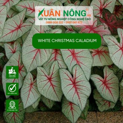 Mẹo chăm sóc cây White Christmas Caladium cho sân vườn rực rỡ