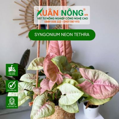 Syngonium Neon Tethra: Đặc điểm, cách trồng và chăm sóc