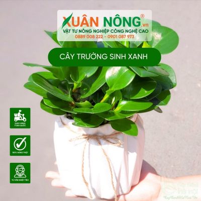 Ý nghĩa, công dụng, cách trồng cây trường sinh xanh tươi tốt