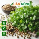 Hạt giống Cần Thơ chất lượng cao, tăng năng suất vượt trội