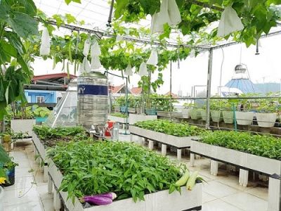 Những điều cần biết về mô hình trồng rau trên sân thượng
