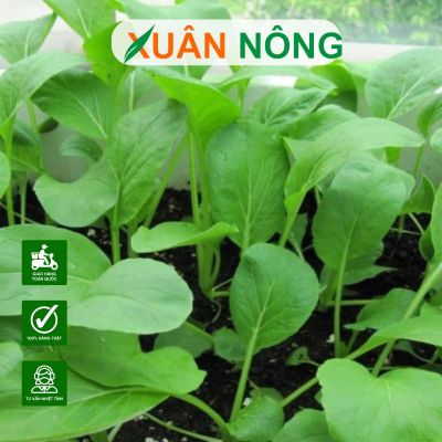 Xử lý hạt giống đúng cách: mầm lên đều, chống thối hạt