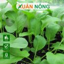 Xử lý hạt giống đúng cách: mầm lên đều, chống thối hạt