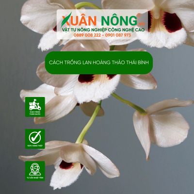 Cách trồng Lan Hoàng thảo Thái Bình năng suất cao