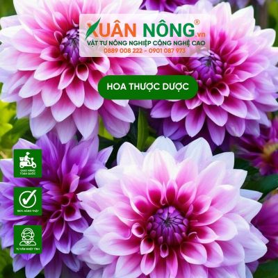 Cách trồng hoa thược dược nở hoa đúng dịp Tết