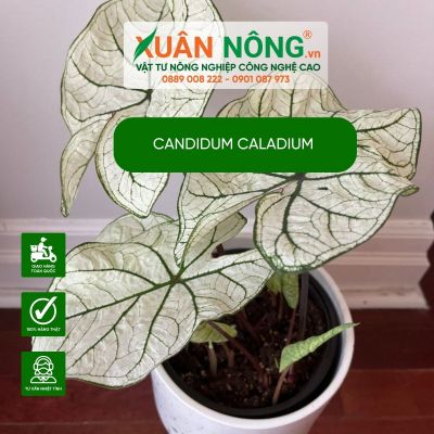 Cách trồng kiểng lá Candidum Caladium đẹp cho góc chill trong nhà