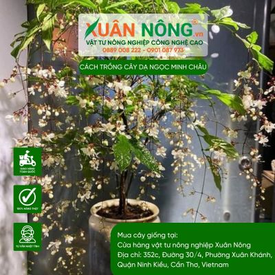 Hướng dẫn trồng cây Dạ Ngọc Minh Châu