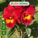 Top 35 loại hoa lan đẹp và dễ trồng nhất hiện nay