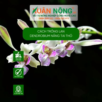 Cách trồng lan Dendrobium nắng Tai Thỏ năng suất cao