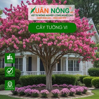 Bí kíp trồng cây tường vi nở hoa rực rỡ trước nhà