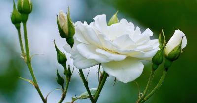 Bông hồng trắng - Vẻ đẹp tinh khôi và ý nghĩa sâu sắc