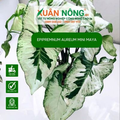 Phương pháp tưới, bón phân đúng cách cho Epipremnum aureum Mini Maya