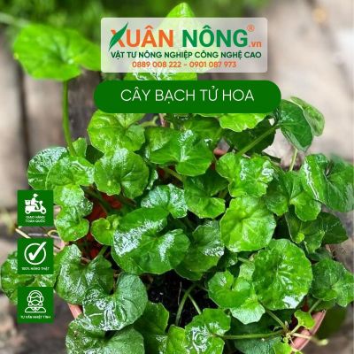 Cách trồng cây Viola hederacea Native Violet (Bạch Tử Hoa)