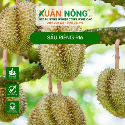 Kỹ thuật trồng sầu riêng ri6 ở miền Tây