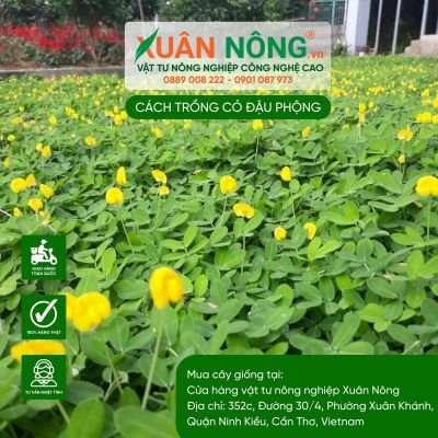 Cách trồng cỏ Đậu Phộng làm đẹp cho khu vườn nhà bạn