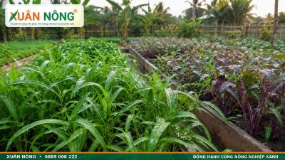 Rau Muống &ndash; Đặc Điểm, C&ocirc;ng Dụng V&agrave; C&aacute;ch Trồng