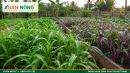 Rau Muống &ndash; Đặc Điểm, C&ocirc;ng Dụng V&agrave; C&aacute;ch Trồng