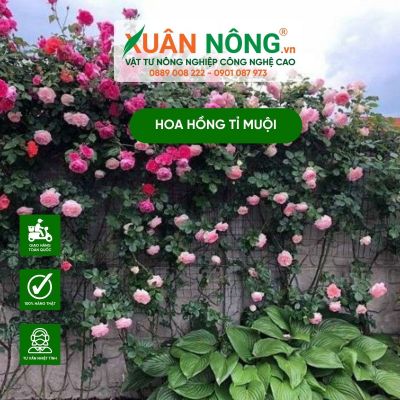 Hoa hồng tỉ muội: Ý nghĩa, cách trồng và chăm sóc