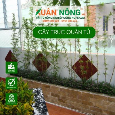 Trúc Quân Tử hợp mệnh gì? Trồng trước nhà có tốt không?