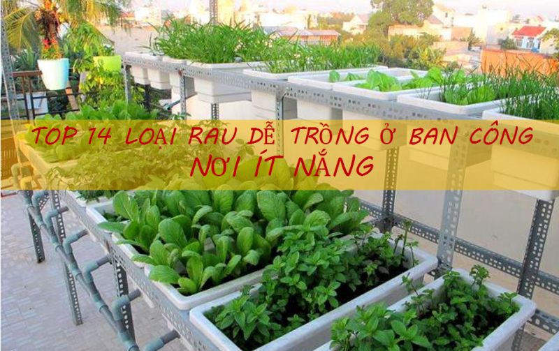 Top 14 loại rau dễ trồng ở ban công hoặc nơi ít nắng