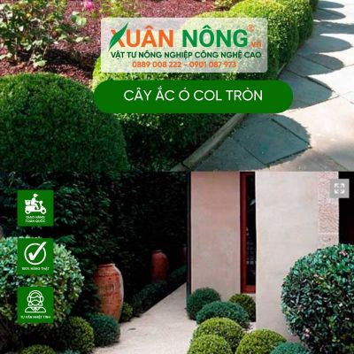 Cây Ắc Ó Col Tròn: Nguồn gốc, công dụng, cách trồng