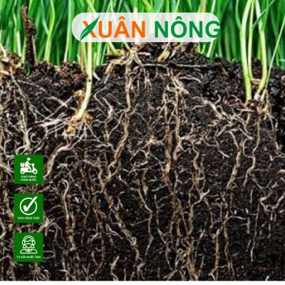 Thuốc kích rễ là gì? Phân loại, công dụng và cách dùng