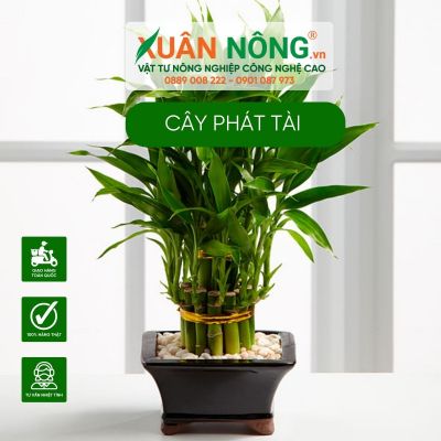 Cây phát tài là cây gì? Phân loại, ý nghĩa và cách trồng