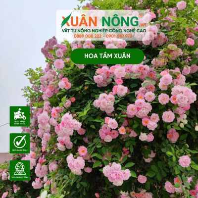 Hướng dẫn cách trồng hoa tầm xuân nở hoa rực rỡ