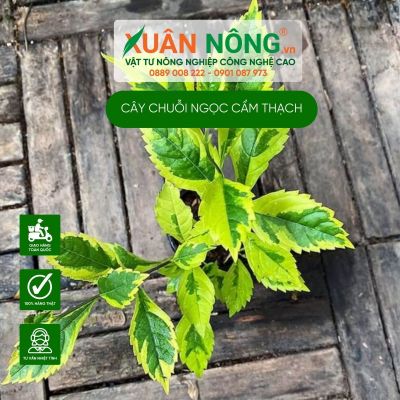 Cách trồng cây Duranta repens Golden Edge (Chuỗi Ngọc Cẩm Thạch)