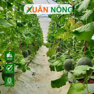 Mô hình trồng dưa lưới trong nhà kính là gì?