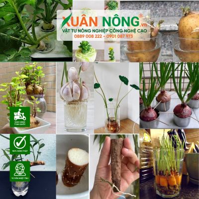 Biến 10 loại củ hỏng thành vườn thủy canh tuyệt đẹp