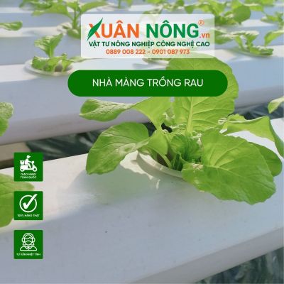 Có nên trồng rau trong nhà màng hay không?