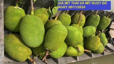 GIÁ MÍT THÁI VÀ MÍT RUỘT ĐỎ HÔM NAY NGÀY 08/11/2024