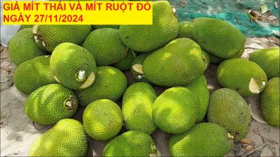 GIÁ MÍT THÁI VÀ MÍT RUỘT ĐỎ HÔM NAY NGÀY 27/11/2024