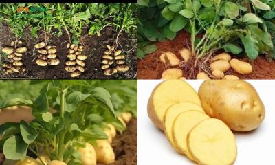 Kỹ thuật trồng khoai tây đơn giản tại nhà