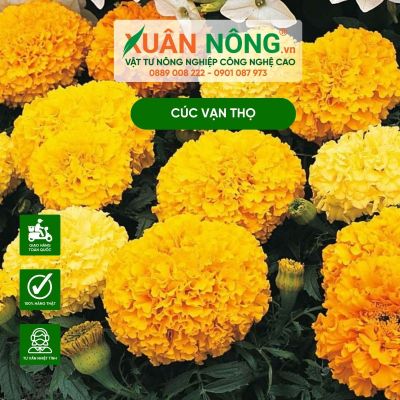 Cách trồng hoa vạn thọ nở đúng Tết