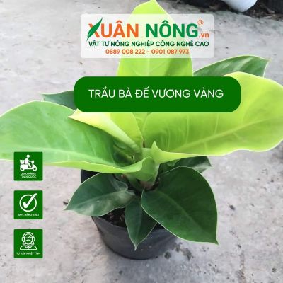 Đặc điểm, cách trồng và chăm sóc trầu bà đế vương vàng