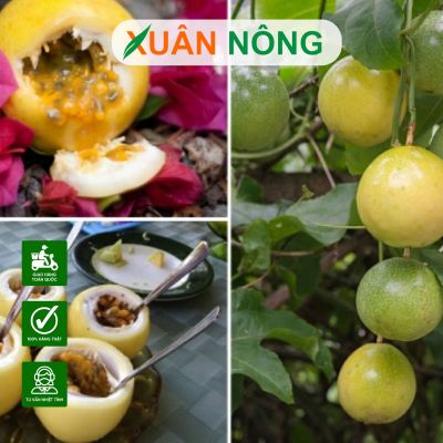 Top 5 loại cây giống Xuân Nông bán chạy nhất hiện nay