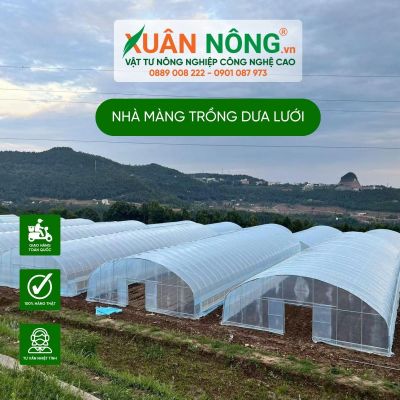 Trồng dưa lưới trong nhà màng cần lưu ý những gì?