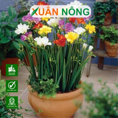 Hoa lan tiên: Loài hoa đẹp cả hương lẫn sắc