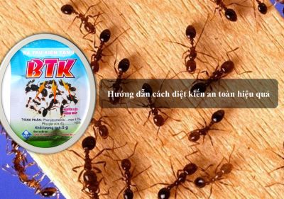 Hướng dẫn diệt kiến an toàn hiệu quả