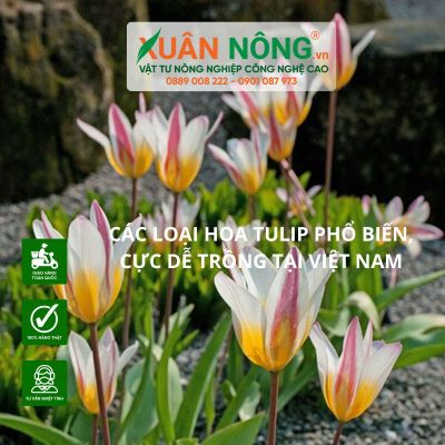 Các loại hoa tulip phổ biến, cực dễ trồng tại Việt Nam