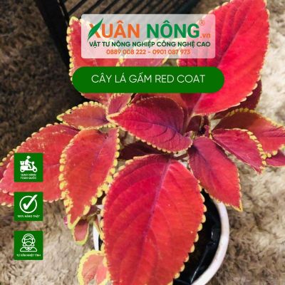 Cách trồng cây Coleus scutellarioides Red Coat (Lá Gấm Red Coat)